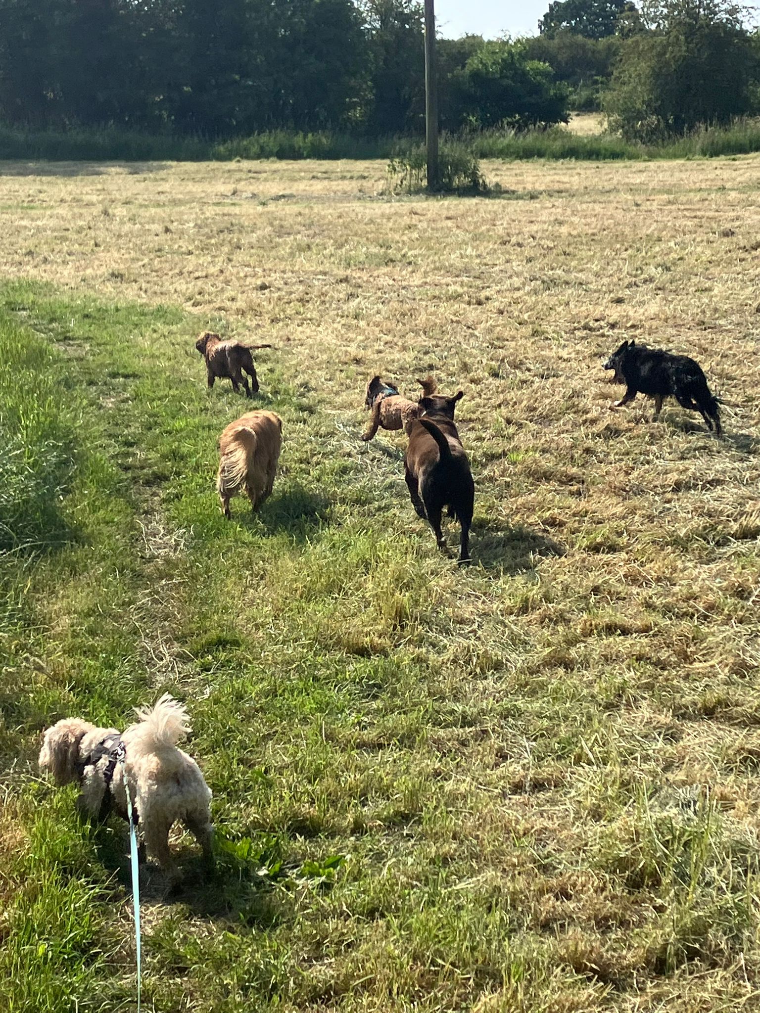 Dogs in field